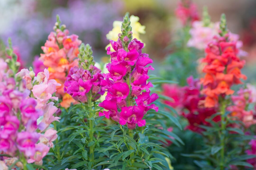 flores de boca-de-leão