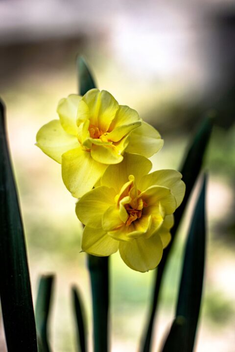 narciso de flor amarela