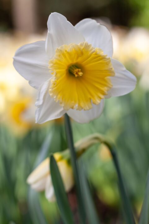 narciso branco e amarelo